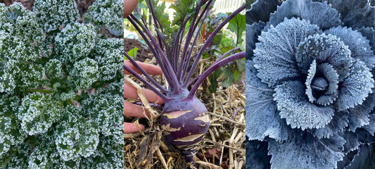 Embrace Winter Gardening: Staying Active, Harvesting, Planning for Spring