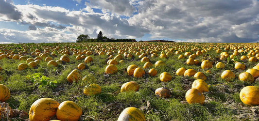 The Mighty Pumpkin Seed: A Nutritional Powerhouse