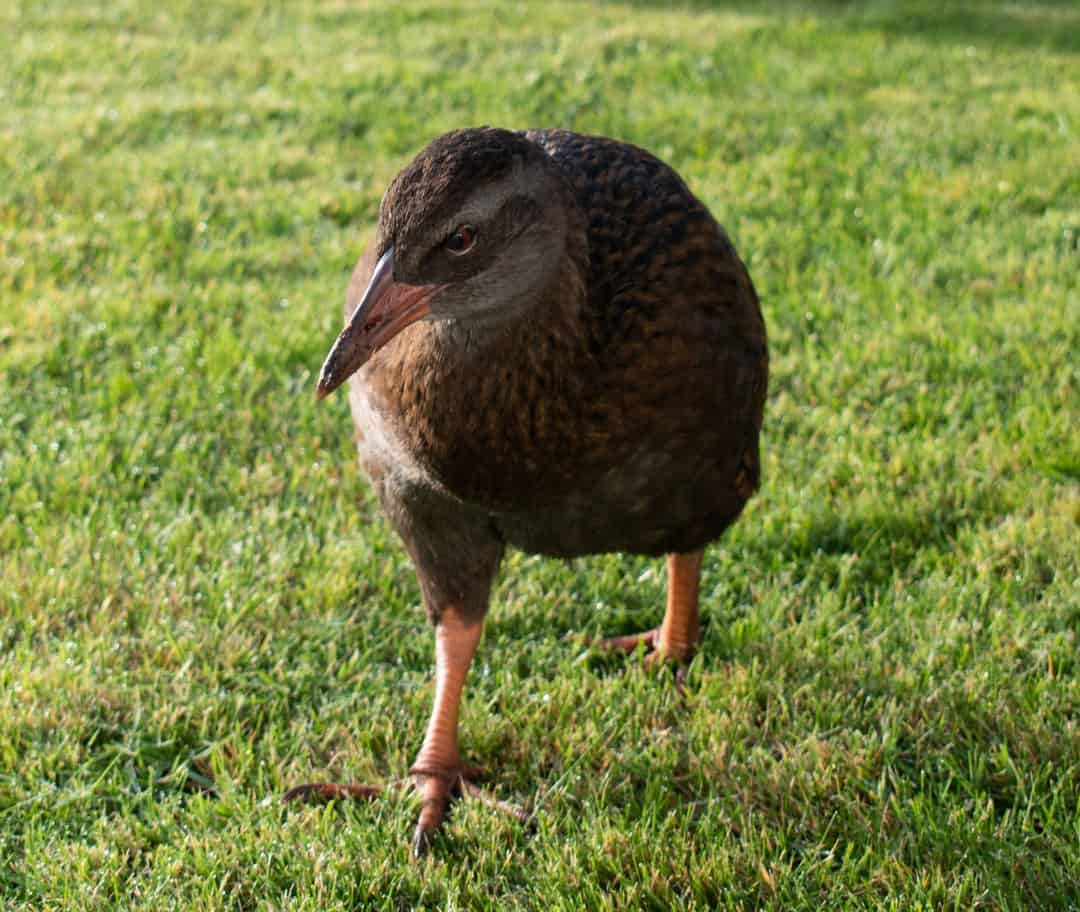 weka walking on grass